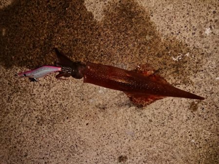 今期最高でした